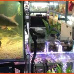kedai aquarium gombak gombak fish garage cafe’