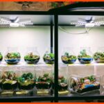 kedai aquarium penang aquacult studio