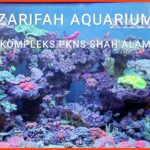 kedai aquarium shah alam zarifah aquarium