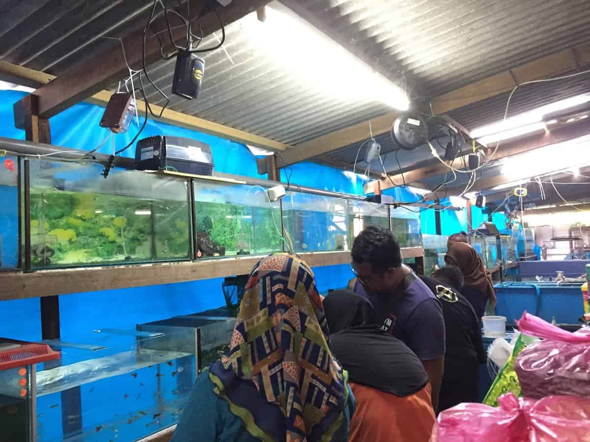 Gong Badak Petshop and Aquarium Kedai Haiwan Terengganu